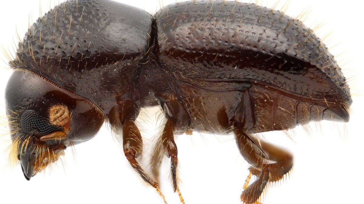 Besouro
que mata �rvores avan�a por florestas em todo mundo