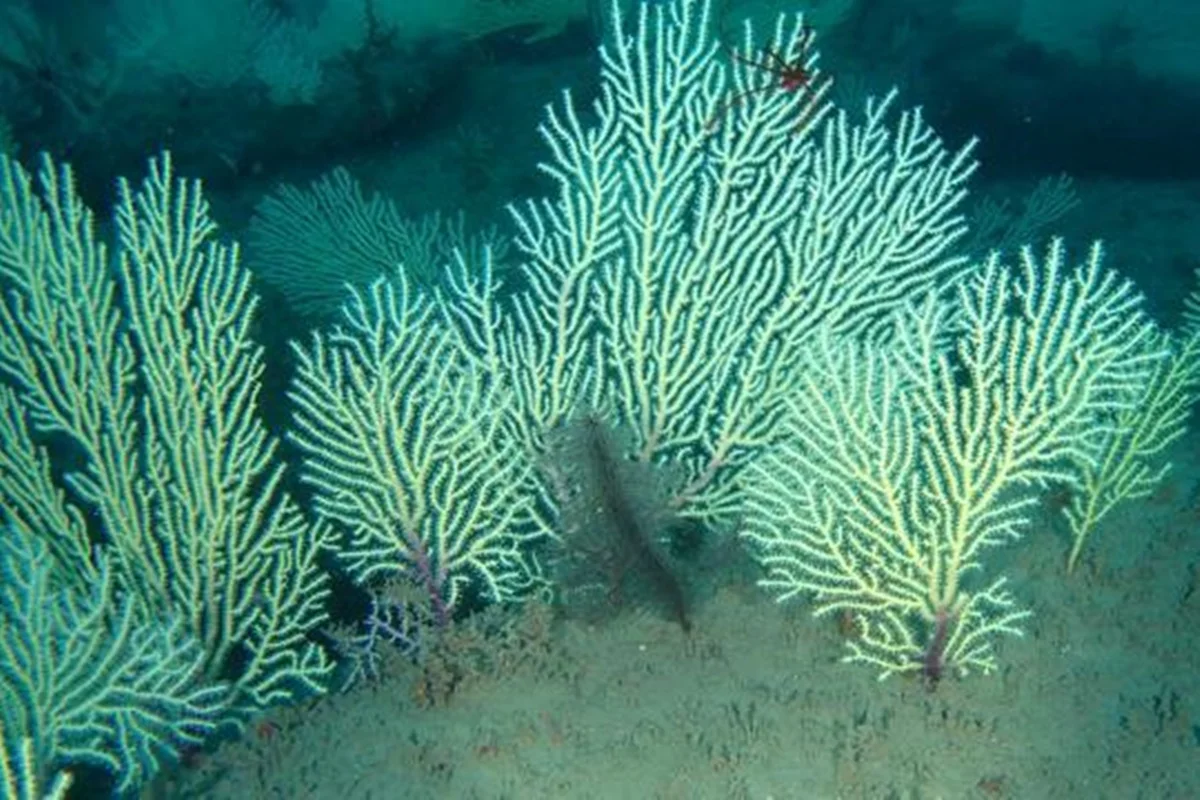 Recifes de coral considerados mortos s�o encontrados em boas condi��es