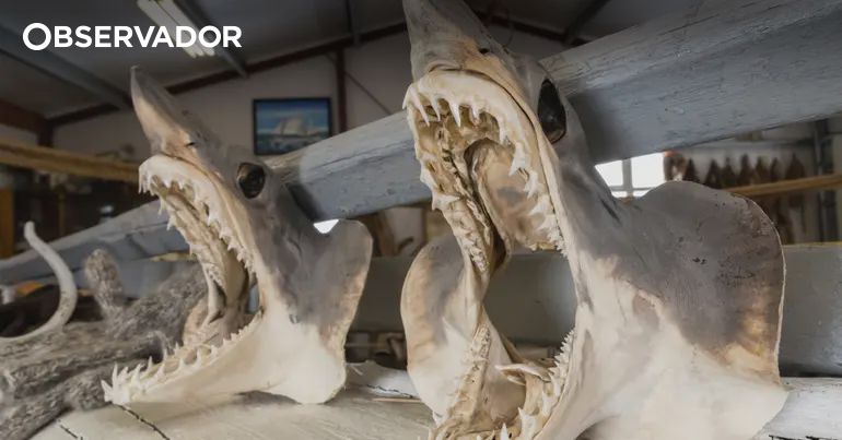 Tubar�o que pode viver 500 anos encontrado na Irlanda