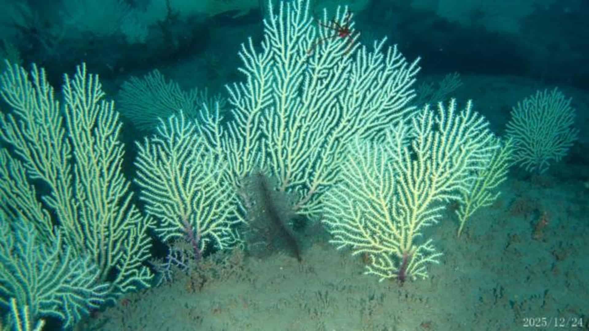 Drone submarino encontra ?mundo perdido? e surpreende no fundo do oceano