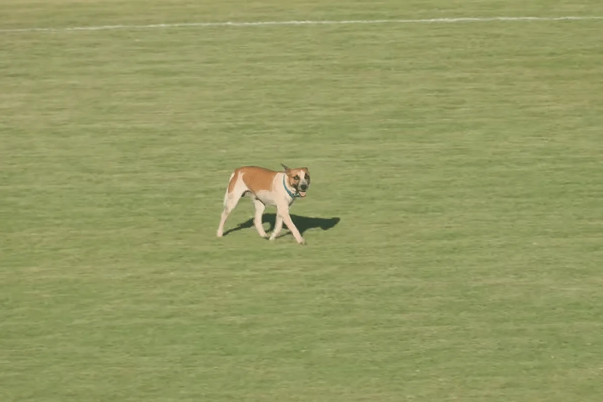 S�rie D ZeroUm: cachorro invade campo em Iguatu-CE x Nacional-AM