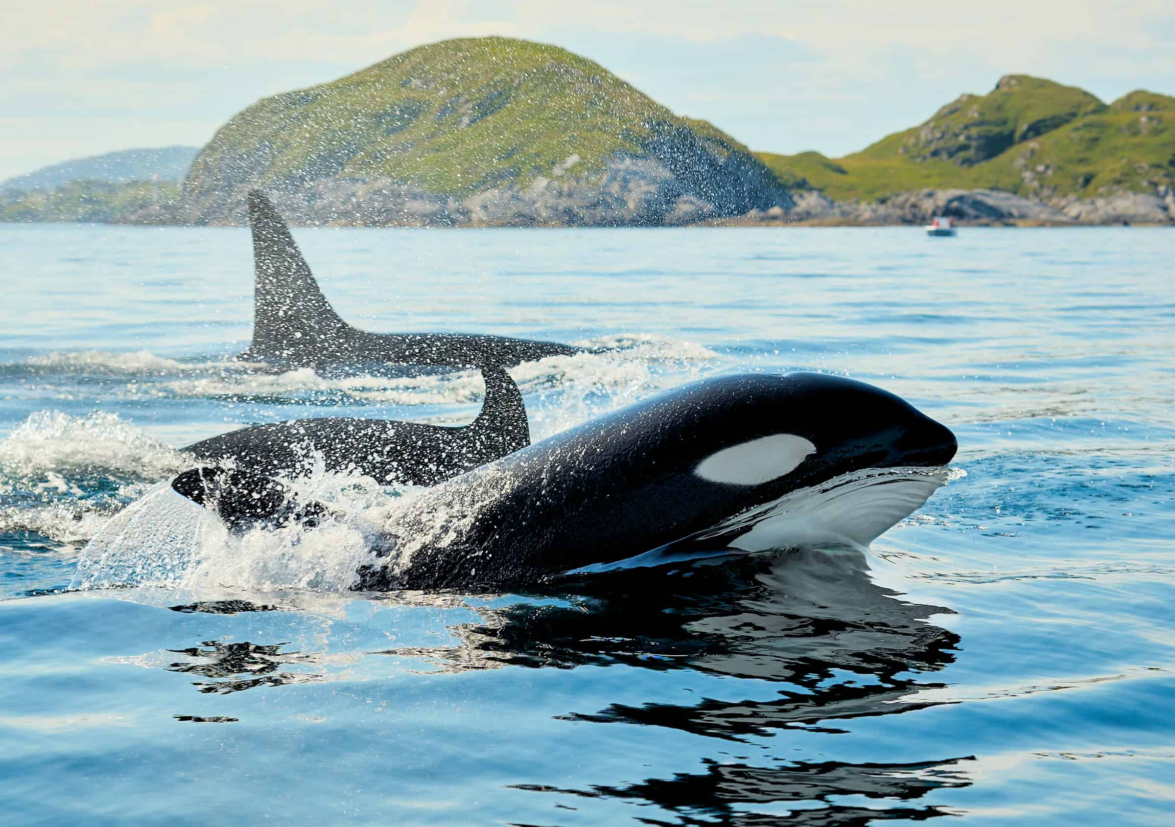 Baleias-piloto desafiam orcas e intrigam cientistas com fuga de predadores