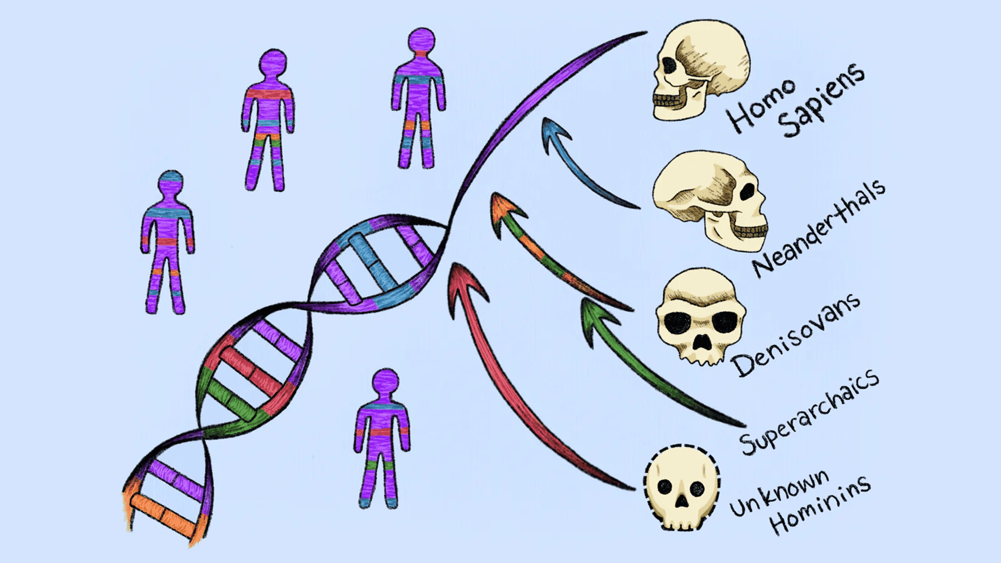 Cientistas identificam linhagens ?fantasma? que deixaram DNA no genoma humano