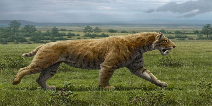 Tigre dentes de sabre: um animal feroz mas ?menino da mam�?