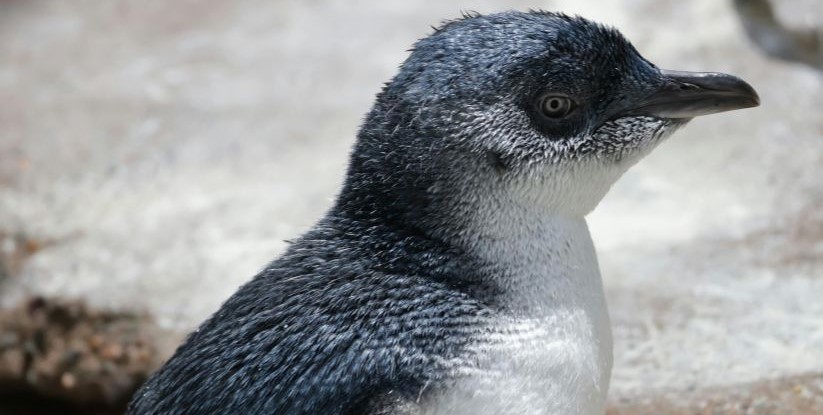 Pequenos pinguins s�o ?particularmente vulner�veis? ao ru�do produzido pelo homem