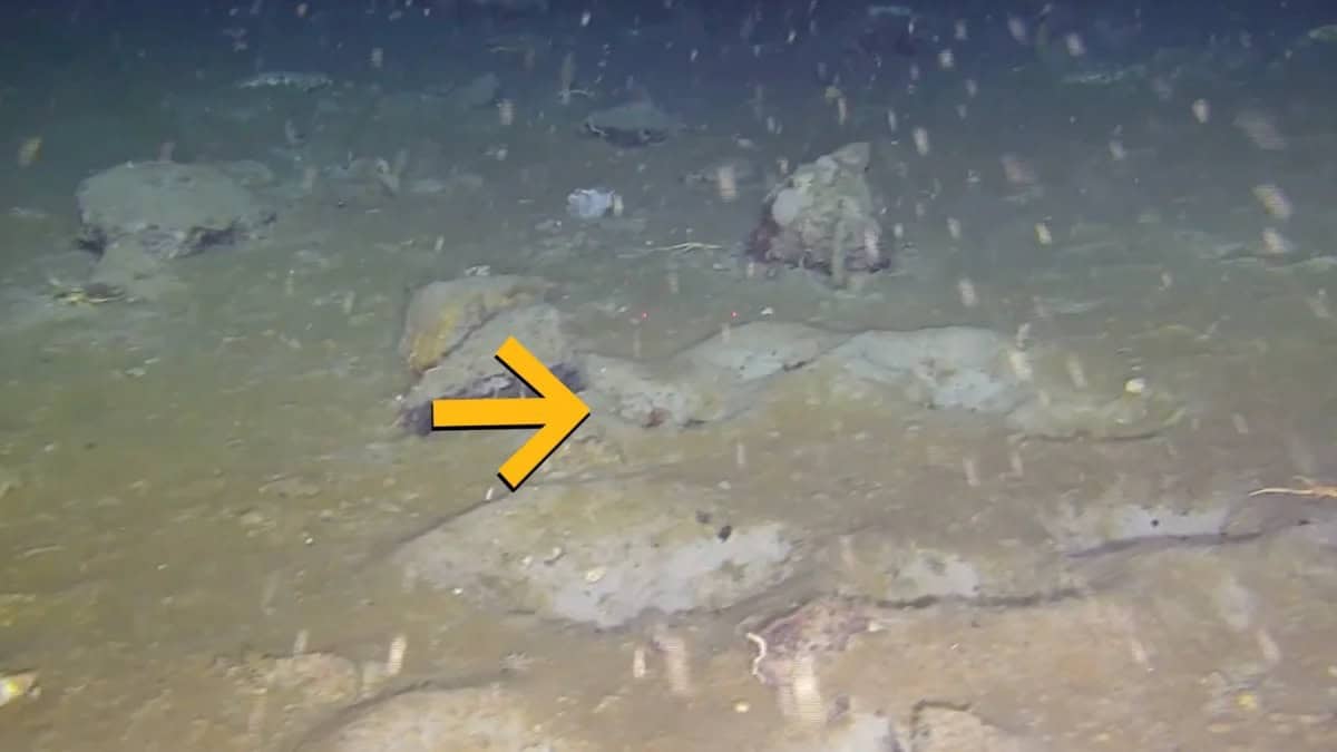 Cientistas encontram ?cidade de peixes? escondida sob gelo da Ant�rtida