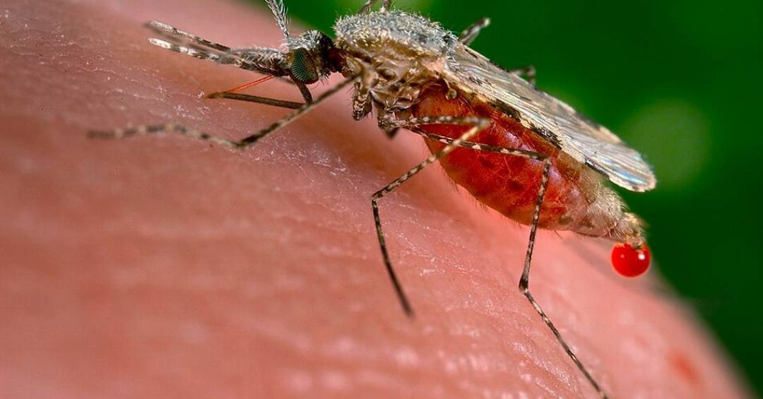 Um inseticida pode ter ajudado o mosquito da mal�ria a se reproduzir