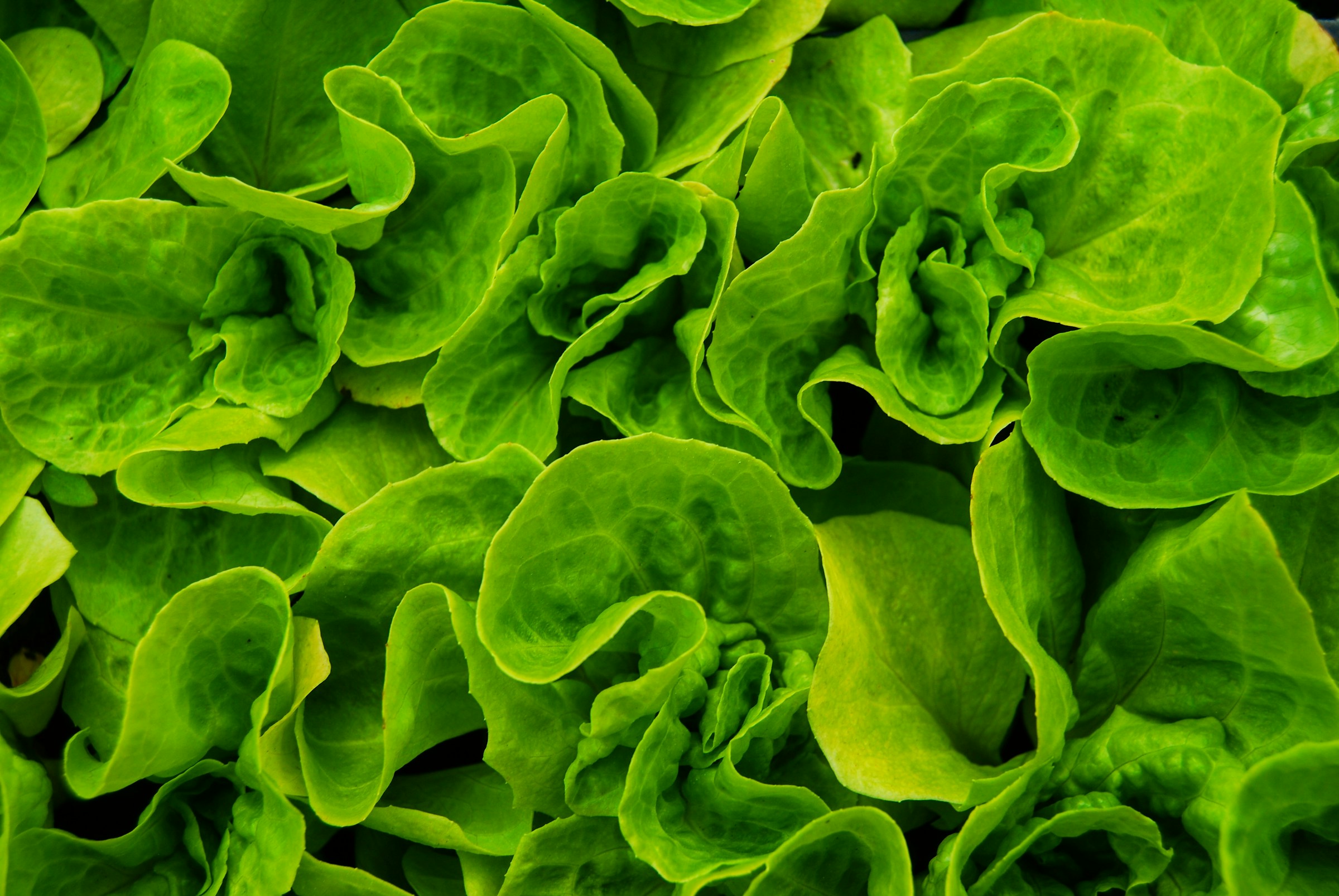 Alface com gosto de porco? Cientistas transplantam prote�na da carne para a hortali�a
