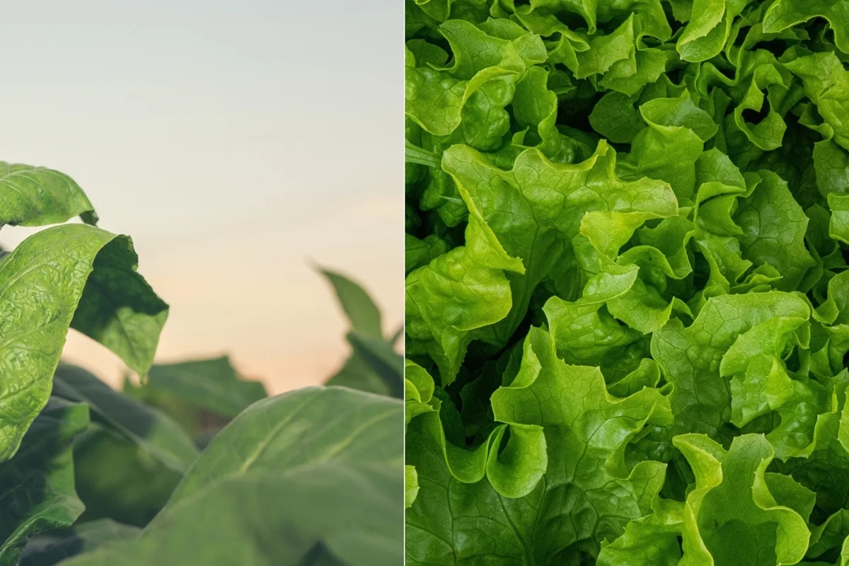 Cientistas usam alface e tabaco para criar carne � base de plantas