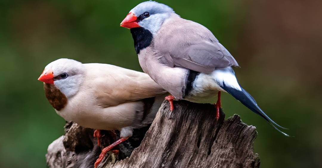 Canto dos p�ssaros segue padr�o estat�stico encontrado na linguagem humana, diz estudo