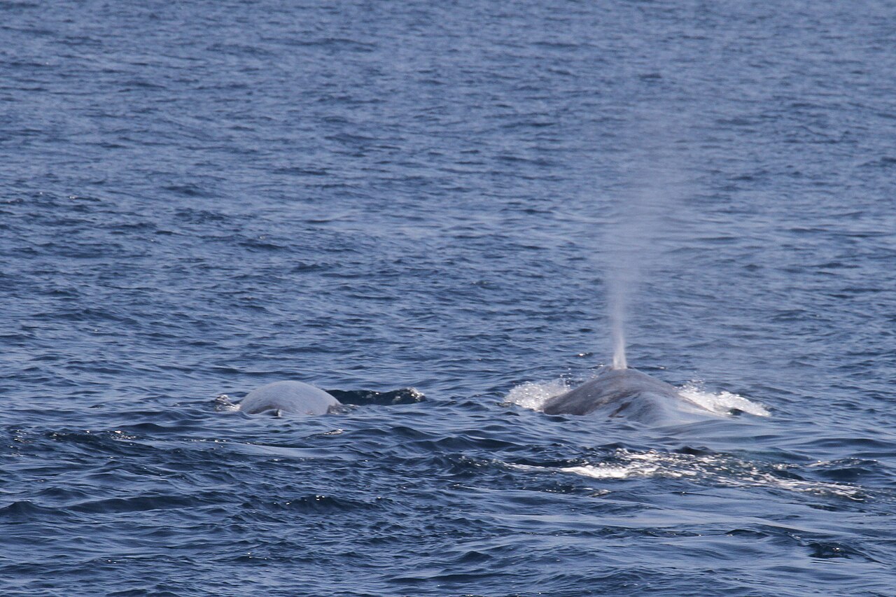 ?Aos poucos, estes gigantes do oceano est�o a recuperar?: Aumento de avistamentos reacende esperan�a para baleias no Atl�ntico sudeste