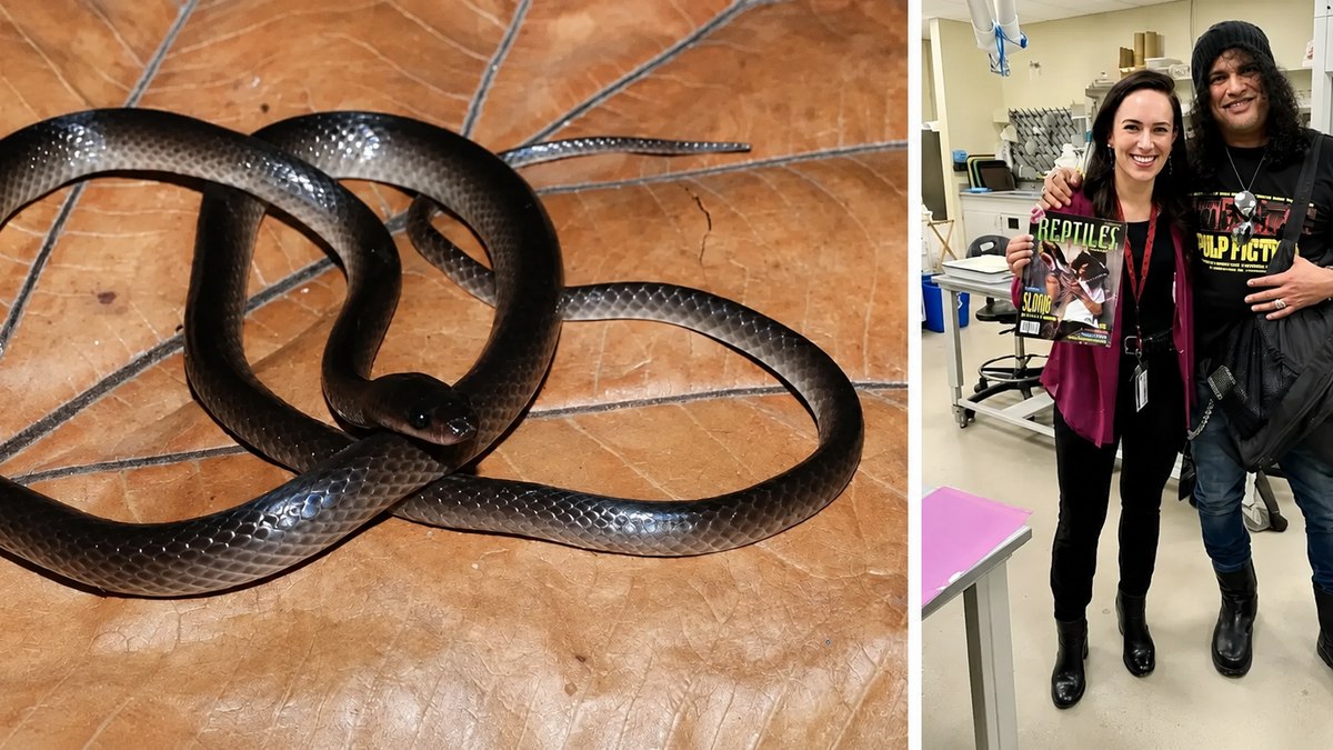 Esp�cie de cobra � nomeada em homenagem a Slash, do Guns n