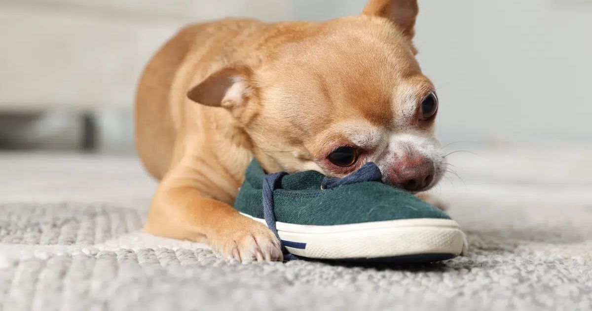 Por que o cachorro r�i m�veis e objetos? Veja 7 dicas para lidar com o comportamento