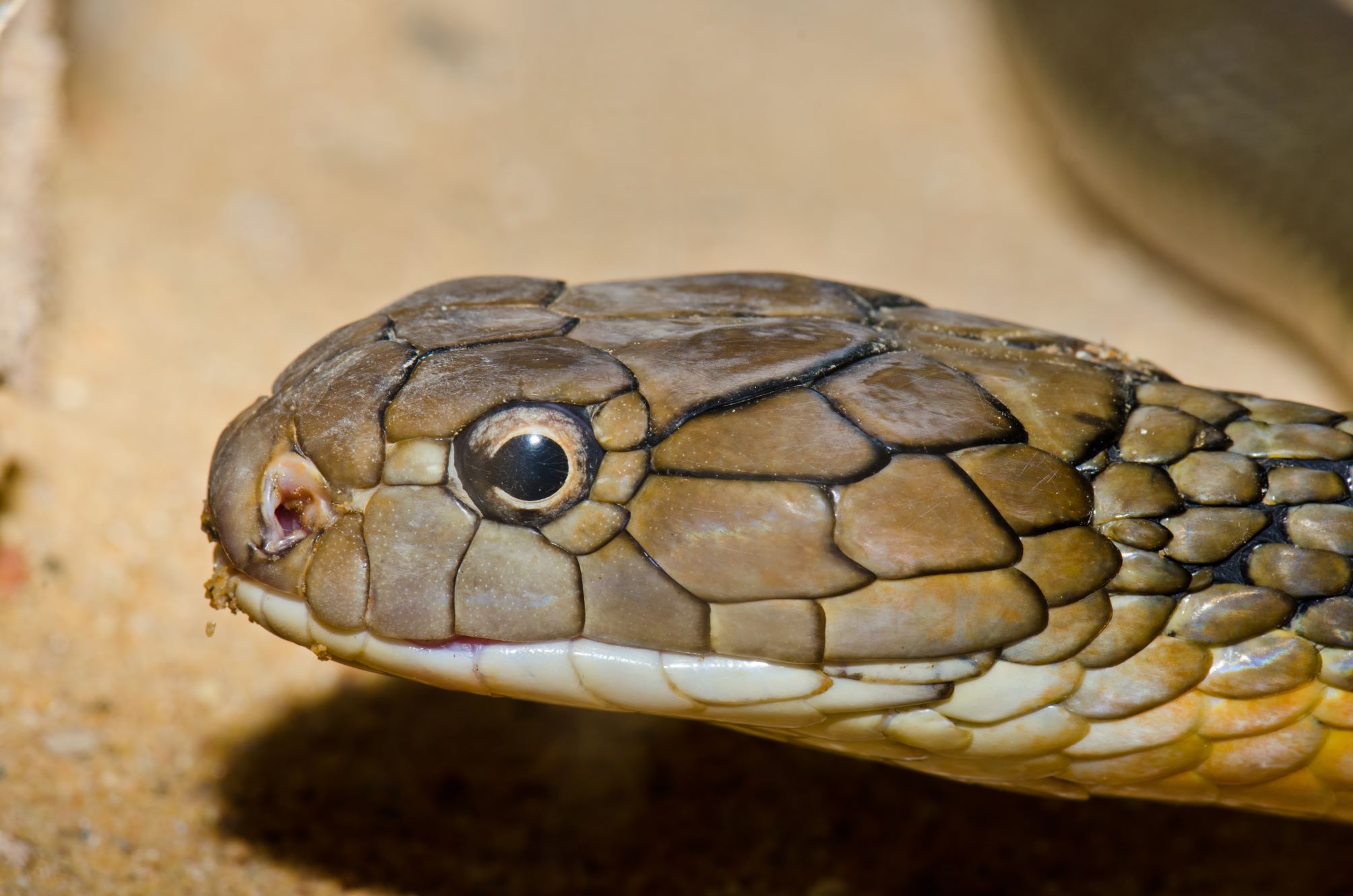 Cobras so inteligentes? Saiba qual espcie se destaca